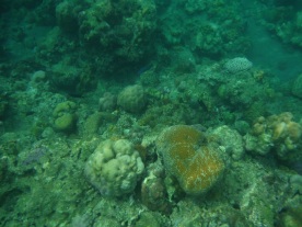 corals underneath