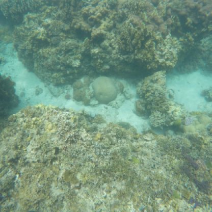 coral sea bed